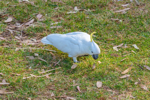 Preview: White Cuckatoo In A Beachside Park At Lorne, Australia