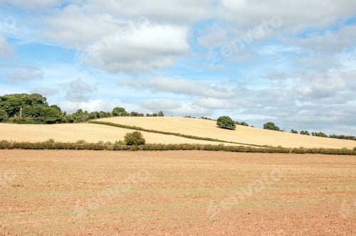 Preview: British Agricultural Landscape In The Summertime.