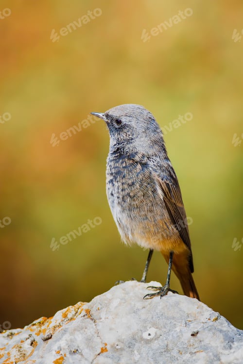 Vista previa: Lindo pájaro. Pájaro sobre piedra. Fondo azul natural, colirrojo negro/Phoenicurus Ochruros