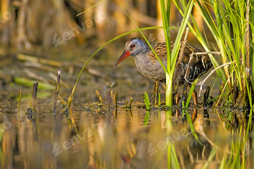 Preview: Nature And Bird. Colorful Nature Habitat Background. Bird: Water Rail. Rallus Aquaticus.