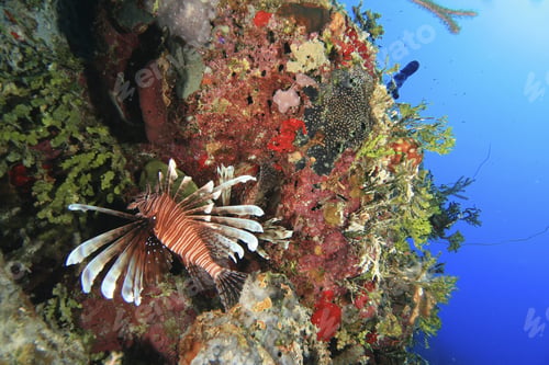 Preview: Lionfish