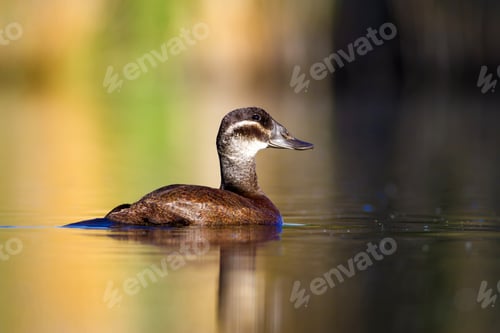 Preview: Swimming Duck. Colorful Nature Background. Bird: White Headed Duck. Oxyura Leucocephala.