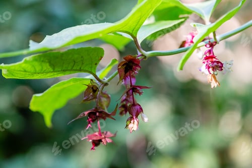 Preview: Close Up Flowers On A Himalayan Honeysuckle (Leycesteria Formosa) Tree