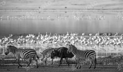 Preview: Zebras And Wildebeests In The Ngorongoro Crater, Tanzania