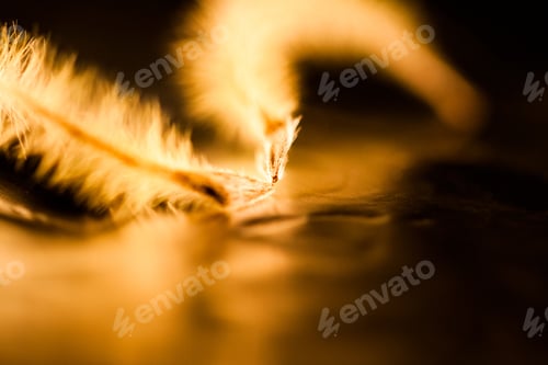 Preview: Abstract Composition With Dried Clematis Seeds And Light