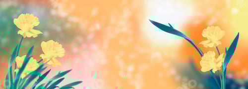 Preview: Bright And Colorful Flowers Of Daffodils On The Background Of The Spring Landscape