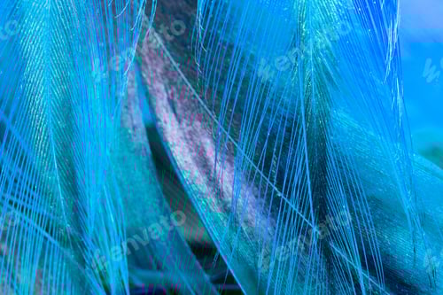 Preview: Colorful Rooster Feather With Details And Reflexions