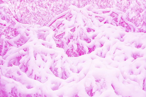 Preview: Frozen Winter Forest With Snow Covered Trees. Outdoor