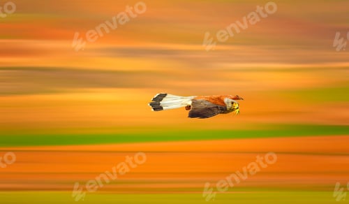 Preview: Flying Bird. Colorful Nature. Motion Blur Background.
