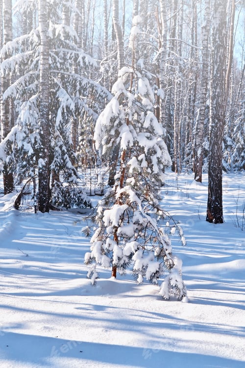 Preview: Forest In The Frost. Winter Landscape. Snow Covered Trees.
