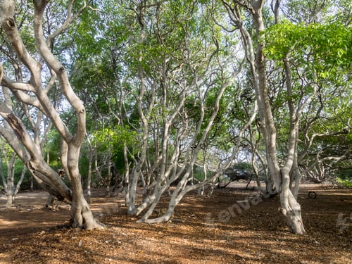 Preview: Wakara A Remote Area Of Curacao In The Dutch Antilles A Caribbean Island