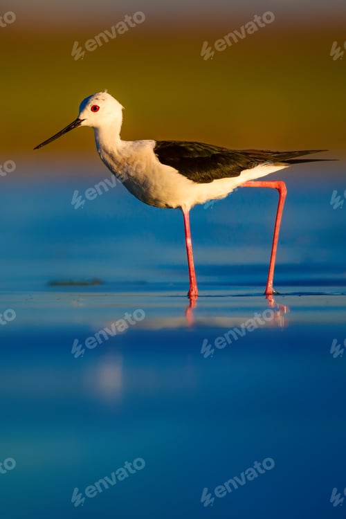 Preview: Cute Water Bird. Colorful Nature Background.
