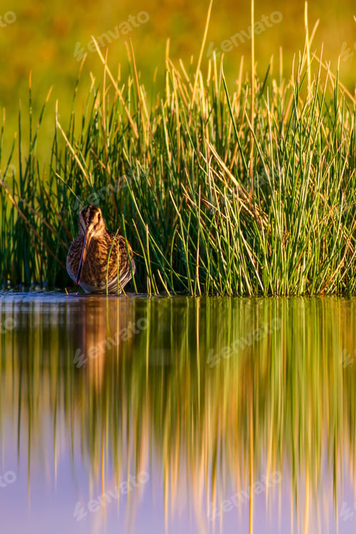 Preview: Nature And Bird. Green Yellow Nature Background. Bird: Common Snipe. Gallinago Gallinago.