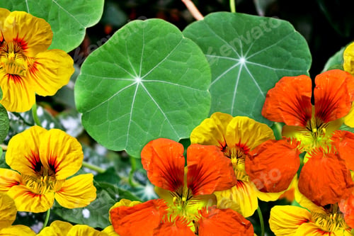 Preview: Nasturtium Flowers. Summer Landscape