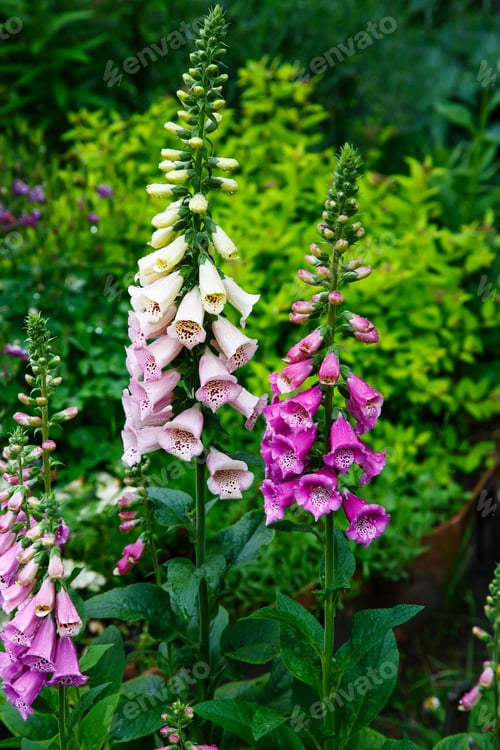 Preview: Foxglove; Digitalis, Purpurea