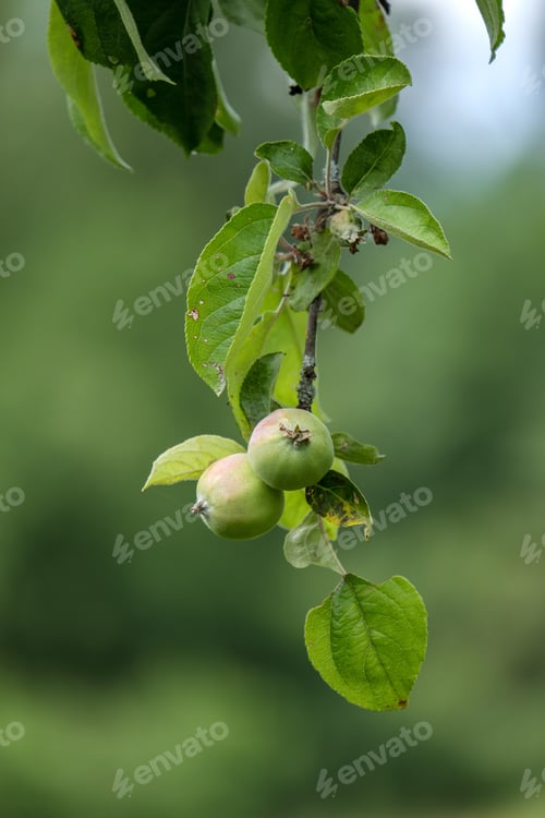 Preview: Green Apple Hanging On The Tree On Green Background With Few Tree Leaves