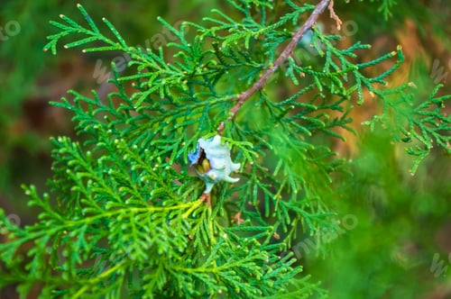 Preview: Incense Cedar Tree Calocedrus Decurrens Branch Close Up.