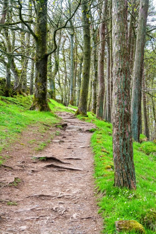 Preview: Path In The Forest Along Hadrian'S Wall In England.