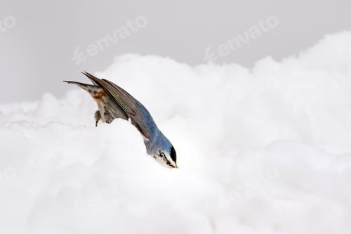 Preview: Cute Bird. Bird On Snow. White Snow Background. Nuthatch