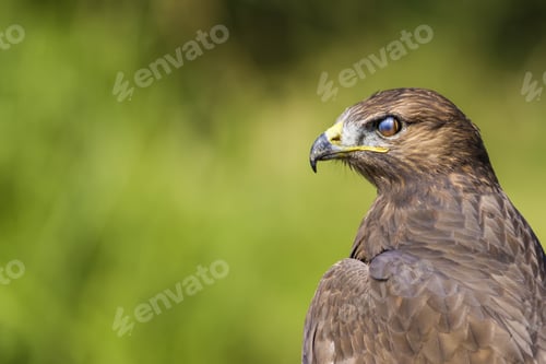 Preview: Bird Of Prey. Green Nature Background. Bird: Long Legged Buzzard. Buteo Rufinus.
