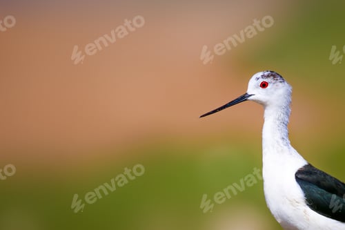 Preview: Cute Bird Portrait. Colorful Nature Background. Common Water Bird.