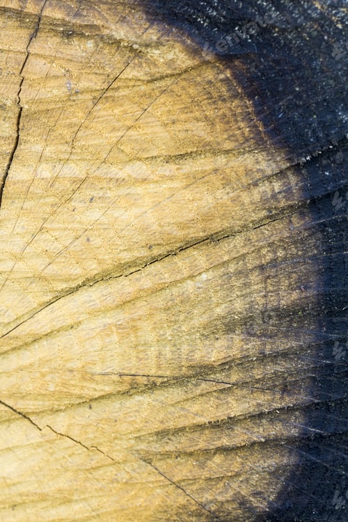 Preview: Wood Texture From Tree Trunks With Scratches And Cracks