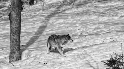 Preview: Wolf In The Bavarian Forest National Park, Bavaria, Germany
