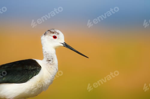 Preview: Cute Bird Portrait. Colorful Nature Background. Common Water Bird.