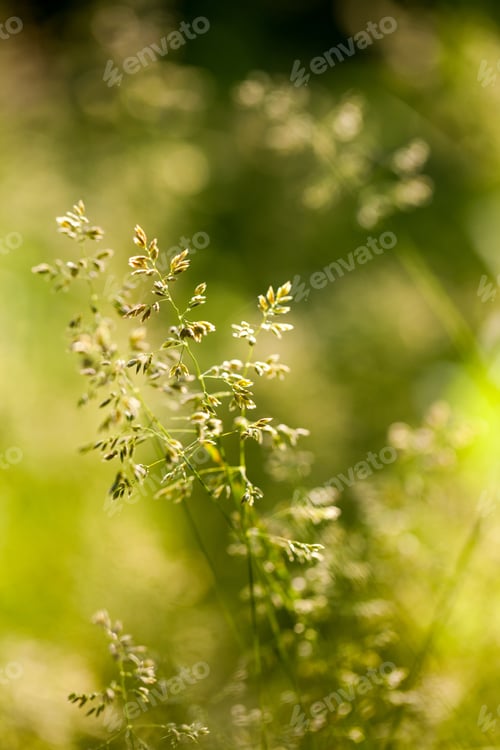 Preview: Green Plants Isolated On Natural Background With Beautiful Bokeh And Contour Light