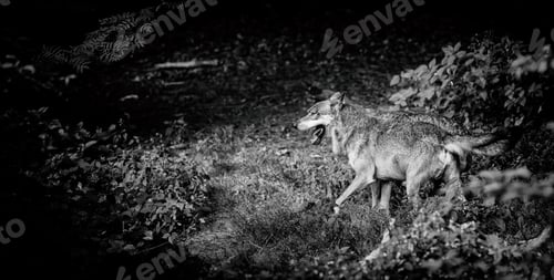 Preview: Wolf In The Bavarian Forest National Park, Bavaria, Germany