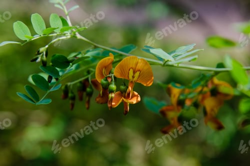 Preview: Colutea Arborescens In Garden. Bright Orange Flowers And Seeds