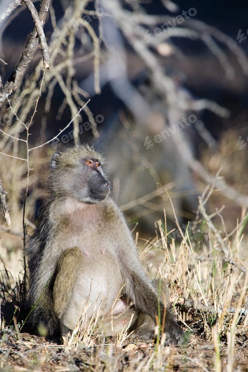 Preview: Baboon In The Kruger National Park, South Africa