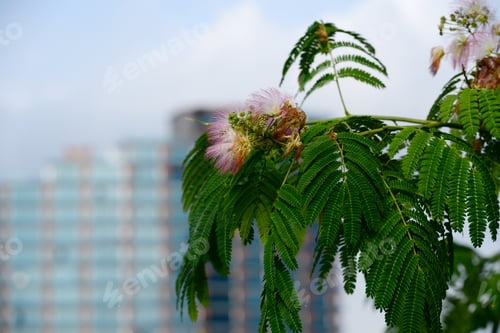 Preview: Blooming Mimosa (Fabaceae) With Beautiful Bokeh, Batumi