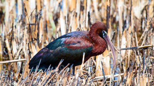 Preview: Glossy Ibis. Plegadis Falcinellus. Burnt Reeds Background.
