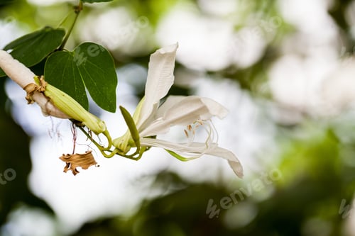 Preview: Bauhinia Grandiflora A. Juss In Botanical Garden In Balchik, Bulgaria