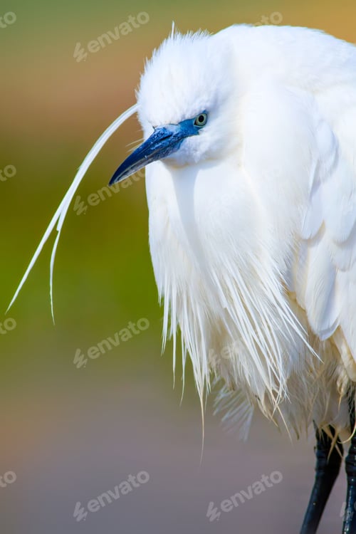 Preview: Nature And Bird. Colorful Nature Background. Heron: Little Egret.