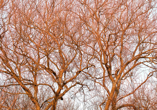 Preview: Winter Tree