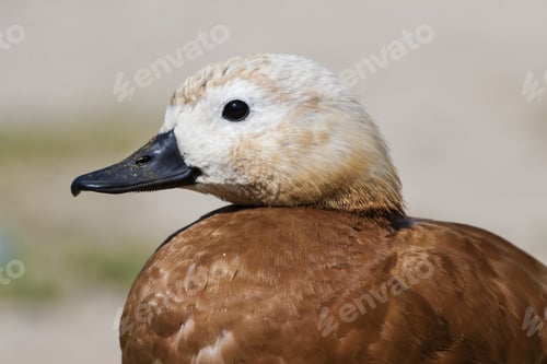 Preview: Cute Duck Portrait. Bird: Ruddy Shelduck. Nature Background.