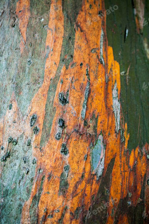 Preview: Eucalyptus Parvifolia (Small Leaved Gum) - Tree Bark Details