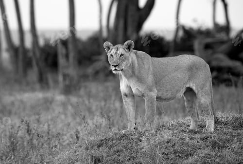 Preview: Portrait Of A Lioness On Hillocks, Masai Mara
