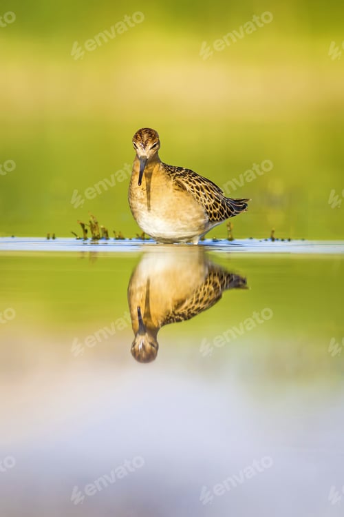 Preview: Water Nature And Water Bird. Green Water Habitat Background. Bird: Ruff. Philomachus Pugnax.