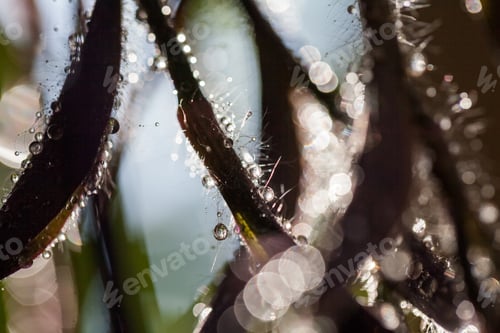 Preview: Composition With Mauve And Green Leaves And Water Drops