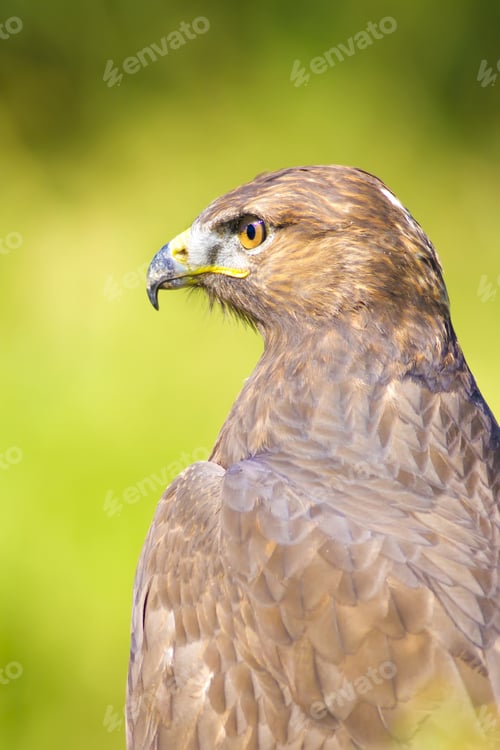 Preview: Bird Of Prey. Buzzard Portrait. Green Nature Background. Bird: Long Legged Buzzard. Buteo Rufinus.
