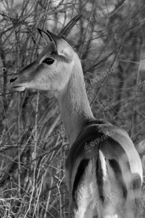 Preview: Impala Antelope In The Kruger National Park, South Africa