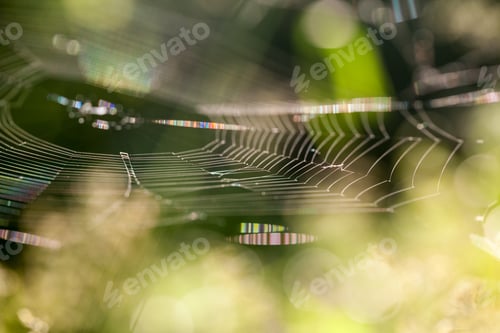 Preview: Abstract Composition With Spider Web Details And Natural Colors