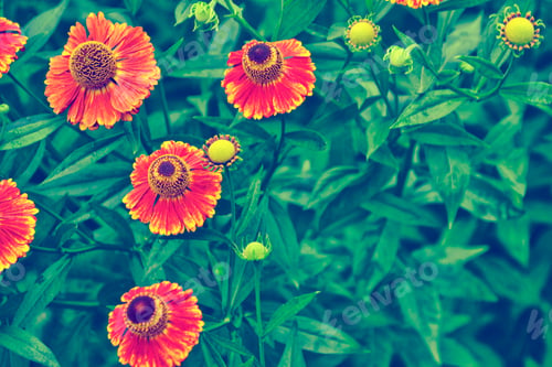 Preview: Bright Rudbeckia Flowers On A Background Of The Summer Landscape.