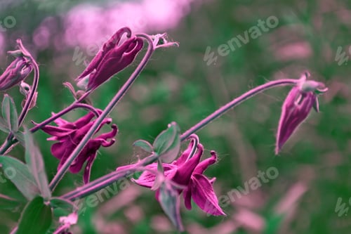 Preview: Bright Flowers Bells On The Background Of The Summer Landscape.
