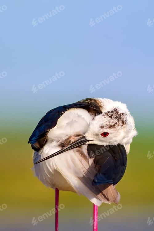 Preview: Common Water Bird. Black Winged Stilt. Himantopus Himantopus. Green Blue Nature Background.