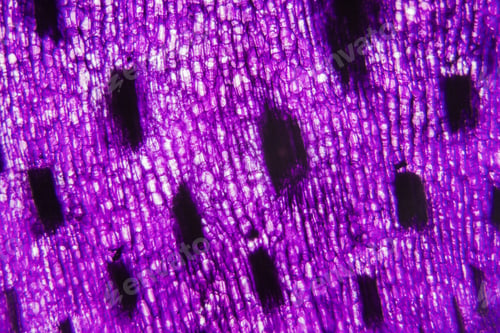 Preview: Tulip Stem Cells At The Microscope