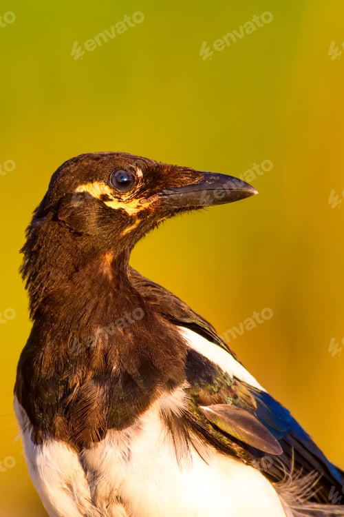 Preview: Eurasian Magpie Portrait. Green Nature Background.